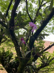 Cattleya trianae