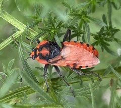 Spilostethus pandurus