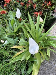 Spathiphyllum