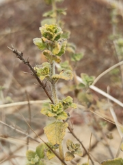 Pseudodictamnus hirsutus