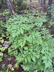 Actaea rubra neglecta