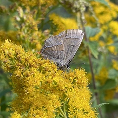 Thecla betulae