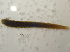 Erpobdella octoculata