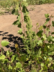 Dysphania ambrosioides