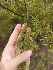 Tamarix