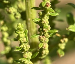 Dysphania ambrosioides