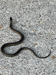 Thamnophis elegans vagrans