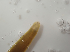 Erpobdella octoculata