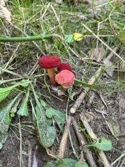 Boletus sensibilis