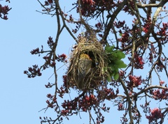 Anaplectes rubriceps rubriceps