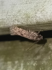 Agonopterix pulvipennella