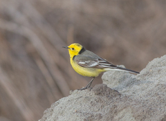 Motacilla citreola