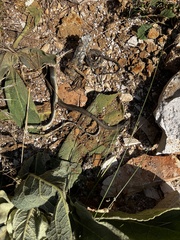 Hierophis viridiflavus carbonarius