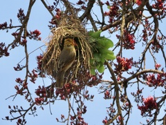 Anaplectes rubriceps rubriceps