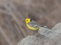 Motacilla citreola