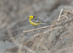 Motacilla citreola