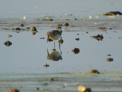 Calidris ferruginea