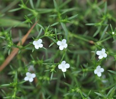 Polypremum procumbens