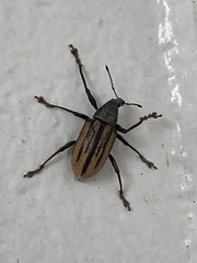 Diaprepes abbreviatus