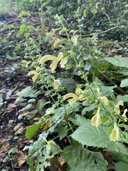 Salvia glutinosa