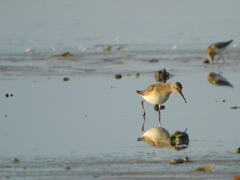 Calidris ferruginea
