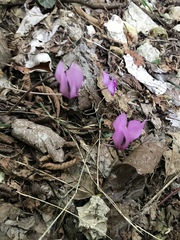 Cyclamen purpurascens