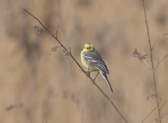 Motacilla citreola
