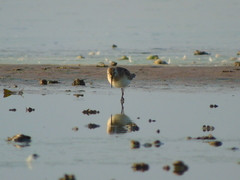 Calidris ferruginea