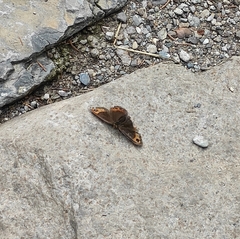 Erebia