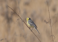 Motacilla citreola