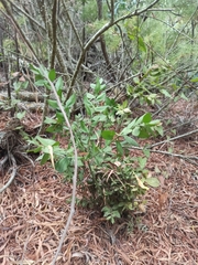 Ruscus aculeatus