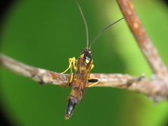 Ichneumonina