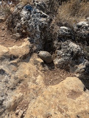 Testudo graeca ibera