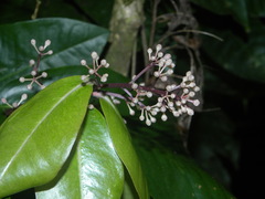 Ardisia