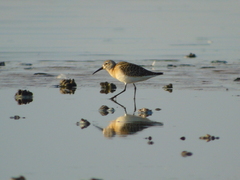 Calidris ferruginea