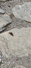 Erebia