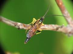 Ichneumonina