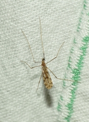 Ilisia maculata
