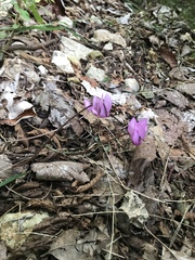 Cyclamen purpurascens