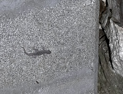 Mediodactylus kotschyi