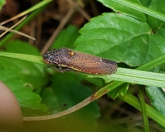 Paraulacizes irrorata