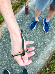 Diadophis punctatus punctatus