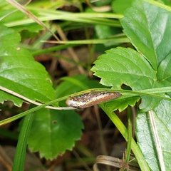 Paraulacizes irrorata