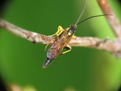 Ichneumonina