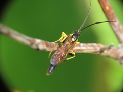 Ichneumonina