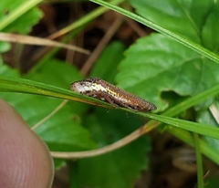 Paraulacizes irrorata