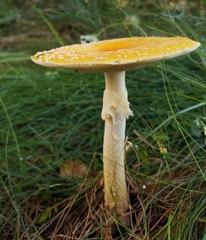 Amanita