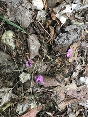 Cyclamen purpurascens