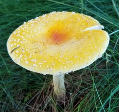 Amanita