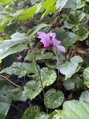 Cyclamen purpurascens